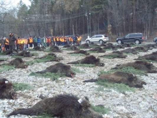 Romsilva a încasat 760.000 de euro din vânătoare